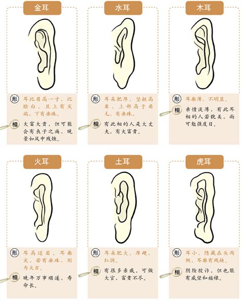 耳朵相|十六种耳朵面相图文分析三六风水网